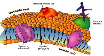 Explain the lipid bilayer structure of cell membrane.