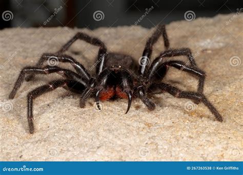 Sydney Funnel Web Spider stock photo. Image of venomous - 267263538