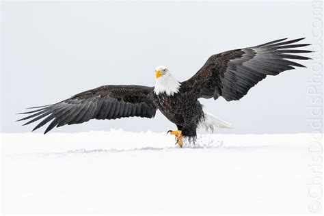 Bald Eagle on the run — Nature Photography Blog