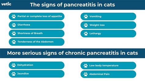 What Causes Pancreatitis In Cats Whats The Treatment