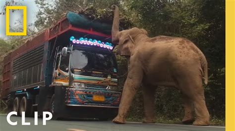 Elephant Cleverly Steals Sugar Cane Off A Truck In Thailand Secrets