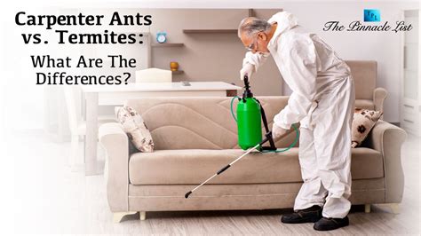 Carpenter Ants vs. Termites: What Are The Differences? – The Pinnacle List