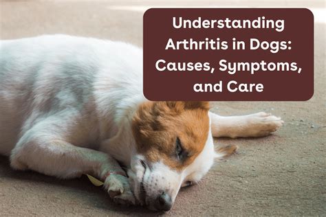 Understanding Arthritis in Dogs: Causes, Symptoms, and Care | Pupford