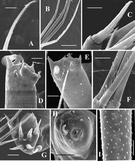 Bythotrephes Longimanus Leydig Parthenogenetic Females Bodensee