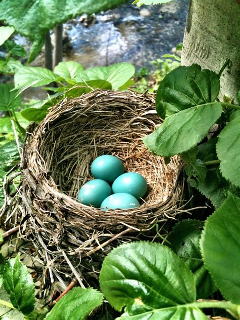 Laura Epps Robin Eggs The National Wildlife Federation Blog