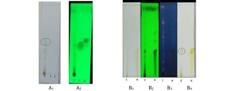 Chromatogram Profile Of P Niruri Ethanol Extract For Lignan A A