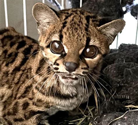 Gato ameaçado de extinção volta à natureza após tratamento no Hospital