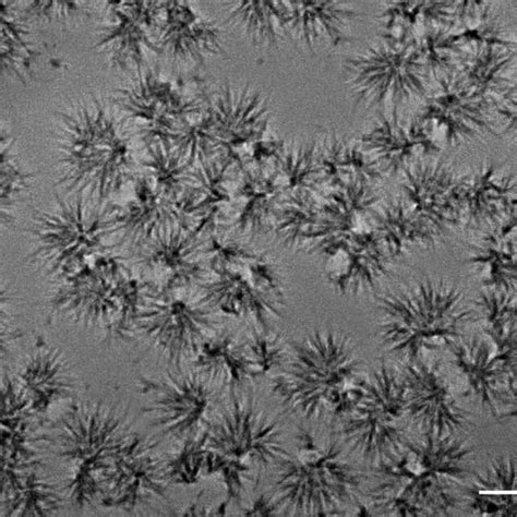 Brightfield Microscopy Image Showing The Microstructure Of Anhydrous Download Scientific