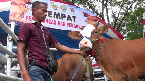 Sapi Meriahkan Kontes Ternak Dinas Peternakan