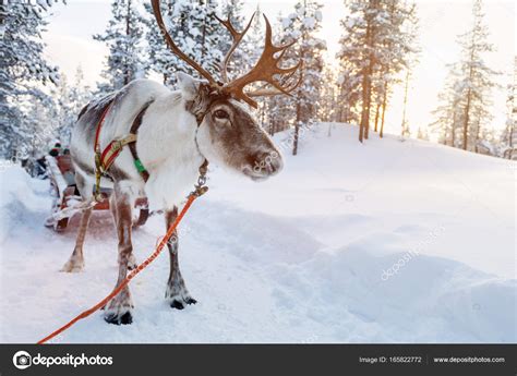 Reindeer safari in Lapland Stock Photo by ©shalamov 165822772