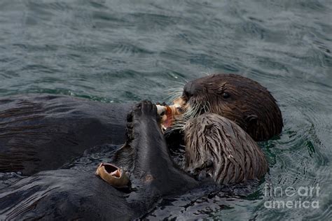 Sea Otters Feeding Photograph By Lillian Michi Adams