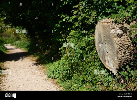 Querschnitt Eines Baumes Stockfotos Und Bilder Kaufen Alamy