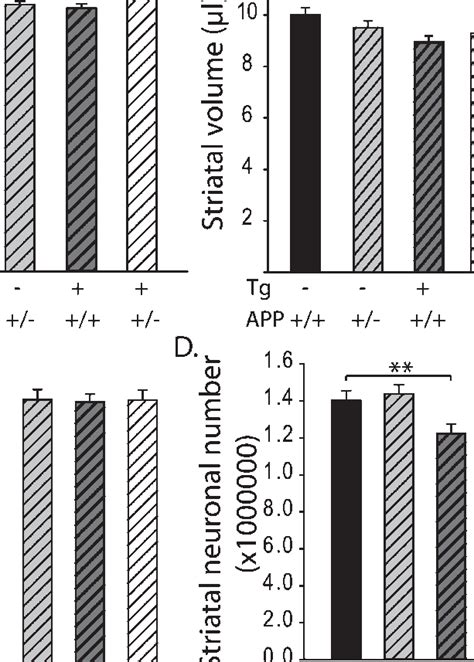 Brain morphometric changes in YAC128 Tg and APP hemizygous mice ...