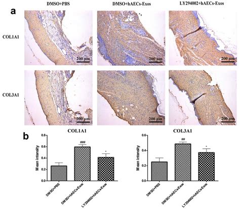 Haecs Exos Facilitated Collagen Deposition As Demonstrated By