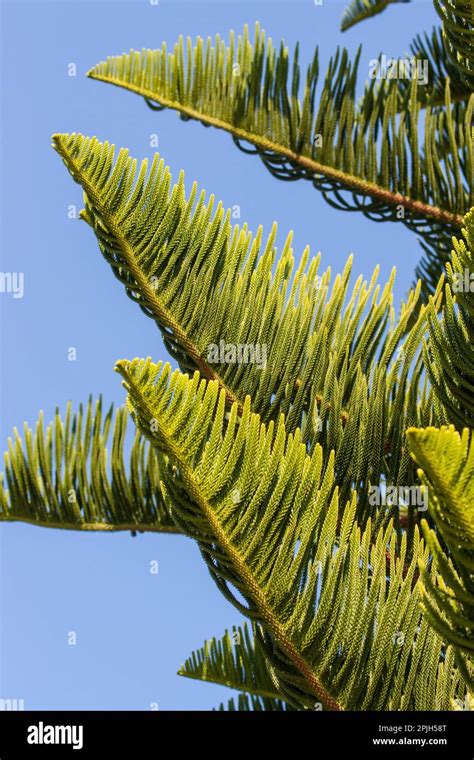 Norfolk Island Pine Araucaria Heterophylla Stock Photo Alamy