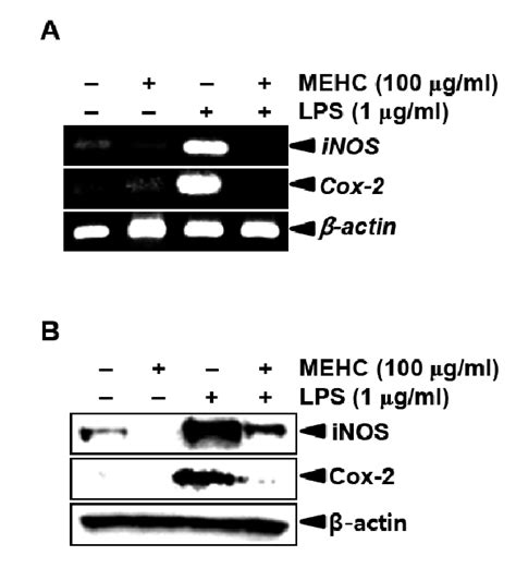 Effect Of Mehc On Lps Induced Inos And Cox 2 Mrna A And Protein B