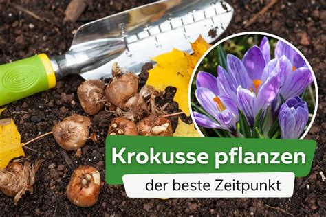 Krokusse Pflanzen Wann Ist Der Beste Zeitpunkt