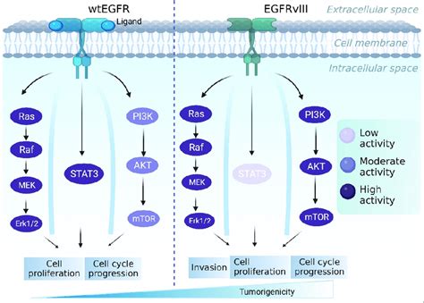 The Egfr Egfrviii Pathway Contributes To The Progression Of Gbm While