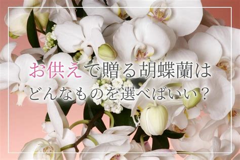 法事やお葬式でのお供え花「胡蝶蘭」の選び方とは？価格の相場やマナーについて詳しく紹介します 開業・開店・移転祝いにwebカタログギフト