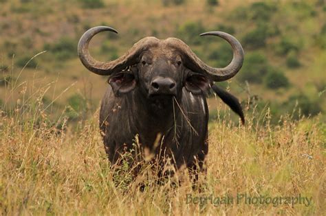 Kenya12787buffalo African Buffalo In Nairobi National Pa B