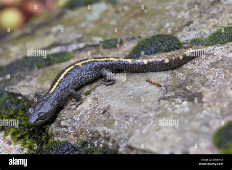 Pyrenean Brook Salamander Euproctus Asper Stock Photo Alamy