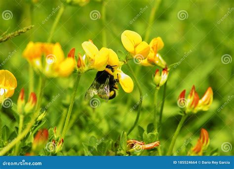 Bumble Bee Pollinating Yellow Flowers Stock Photo - Image of black ...