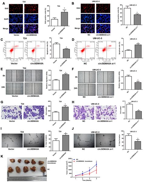 Circular Rna Circsema A Promotes Bladder Cancer Progression By