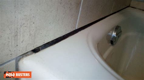 Mold in the Shower: Is Your Home at Risk? - Mold Busters