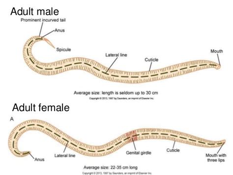 Ascaris Lumbricoides And Trichuris Trichiura