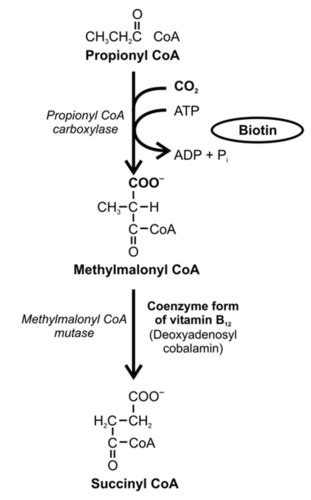 Biochemistry Metabolism Of Fatty Acids Flashcards Quizlet