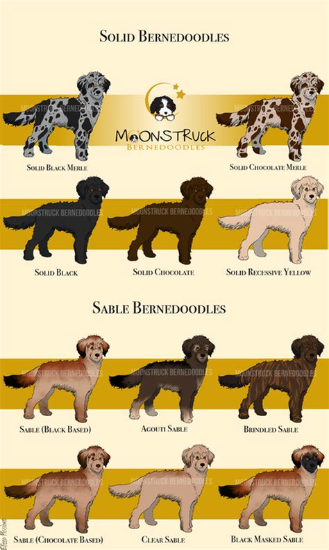 Bernedoodles Explained