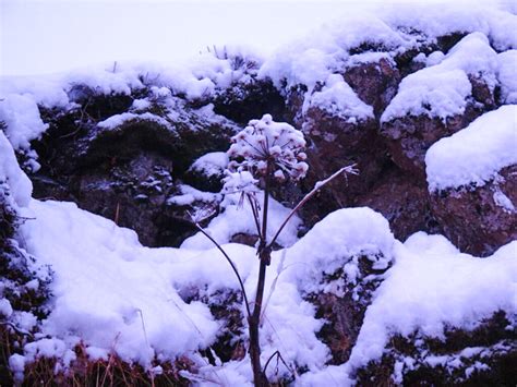 Brrrr, Silfra: My Experience Snorkeling in Iceland in Winter