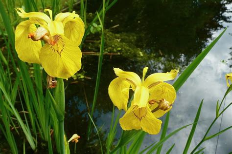 Iris Pseudacorus Plantright