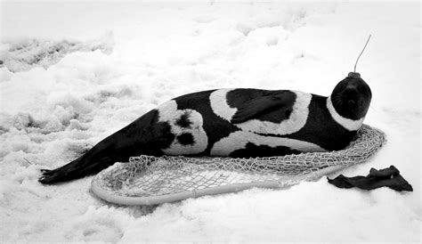 Ribbon Seal Ocean Treasures Memorial Library