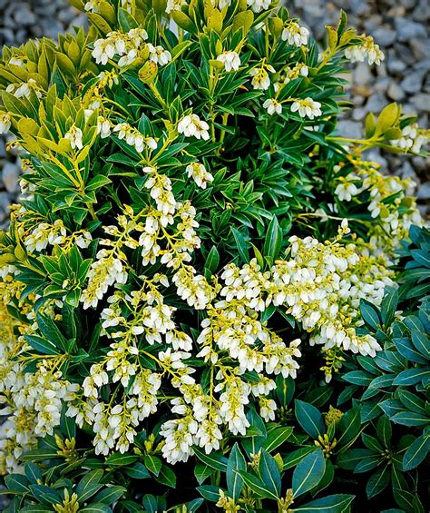 Pieris Japonica Cavatine