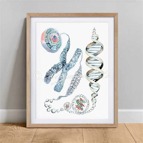 Cell To Dna Art Print Chromosomes Art Poster Dna Genetics Art Decor