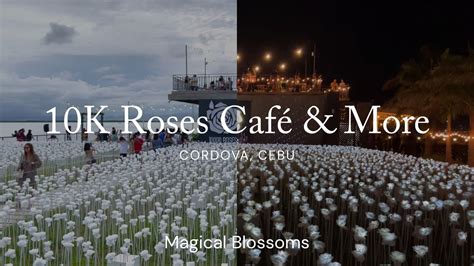 Mv 10000 Roses Café And More Via Cclex 2022 Cordova Cebu