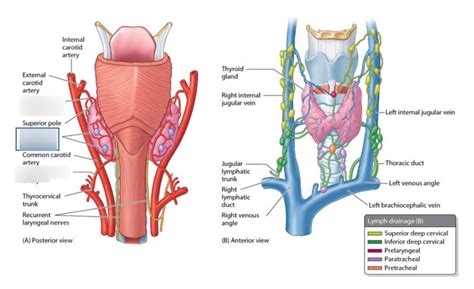 Viscera Of Neck Diagram Quizlet