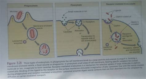 What is endocytosis in a cell? examples, types, and steps - Jotscroll