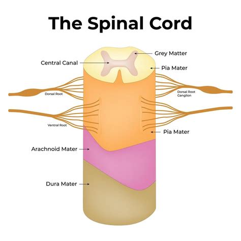 Spinal Cord Function Vector Art, Icons, and Graphics for Free Download