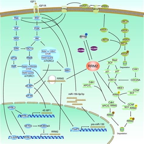 Mechanisms Of Regulation Of RRM2 RRM2 Expression Is Regulated At