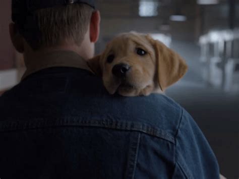 Budweiser Puppy Super Bowl Commercial - The Commercial With...