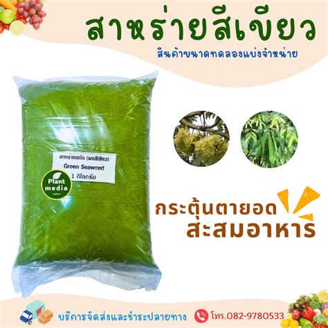 green seaweed extract powder
