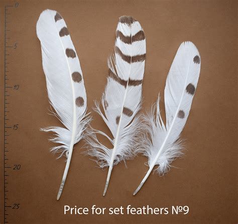 Natural Owl Feathers, RARE Owl, Rare Feathers, Molted, for Creativity ...