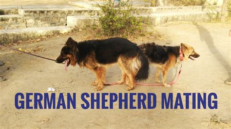 German Shepherd Double Coat Dog Price In India