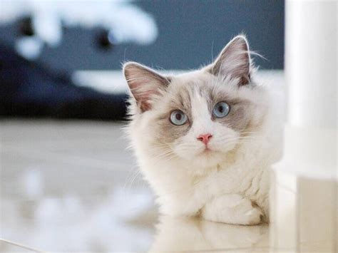 Are Ragdoll Cats Like Dogs