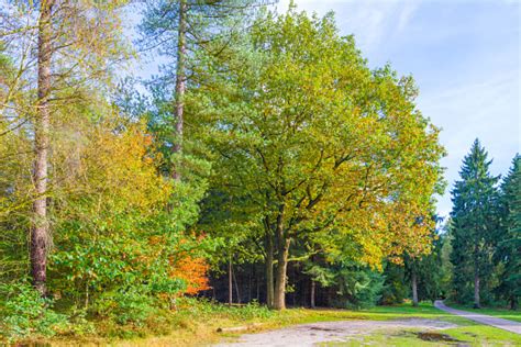 Autumn Leaf Colors In A Forest In Sunlight At Fall Stock Photo ...