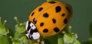 Asian Lady Beetles Infestation at L&C – The Bridge