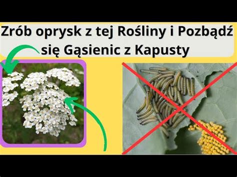 Najmocniejszy Naturalny Oprysk na szkodniki które niszczą Kapustę