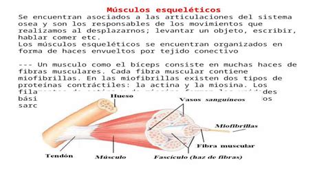 musculos esqueleticos - [PPTX Powerpoint]